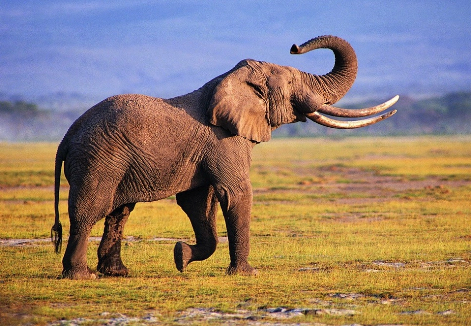 《大象》儿童画创作_第3页