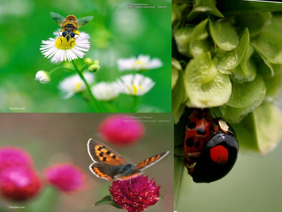 装满昆虫的衣袋第一课时课件_第2页