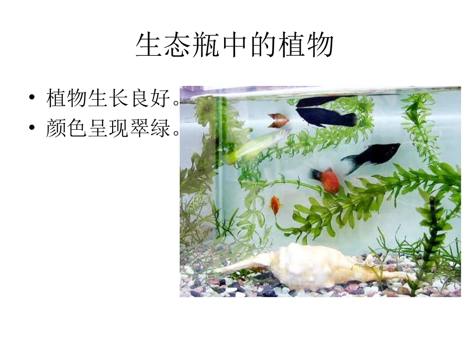 《改变生态瓶》_第2页
