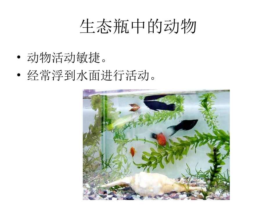 《改变生态瓶》_第3页