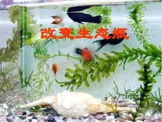 《改变生态瓶》