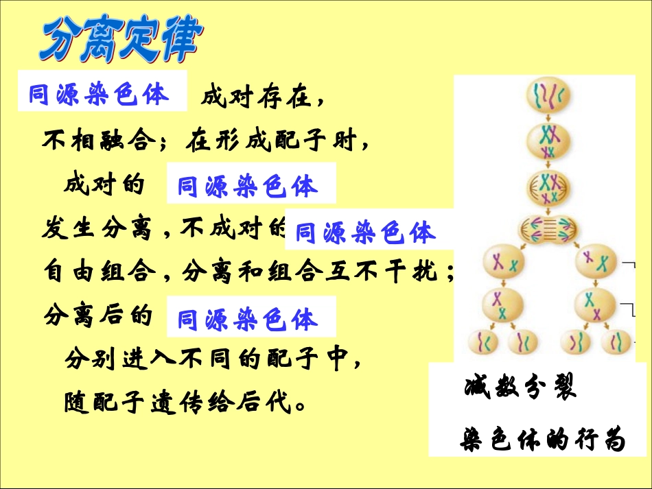 基因位于染色体上-李春凤_第2页