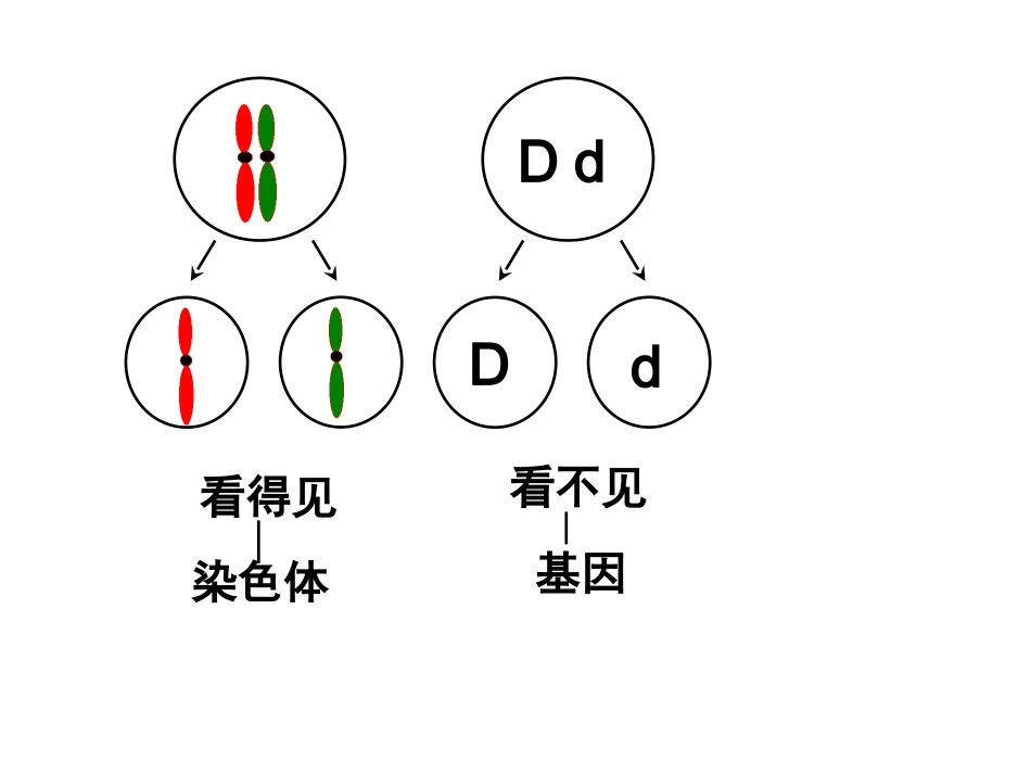 基因位于染色体上-李春凤_第3页