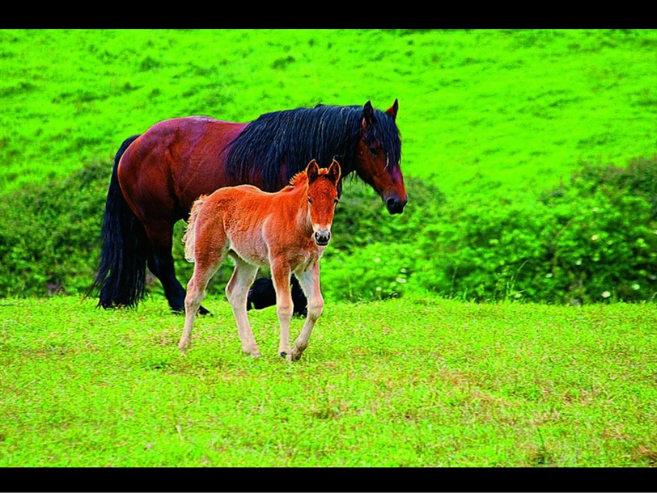 对比的艺术教学课件_第2页