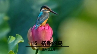 三年级上册语文课件-15 搭船的鸟 人教(部编版)