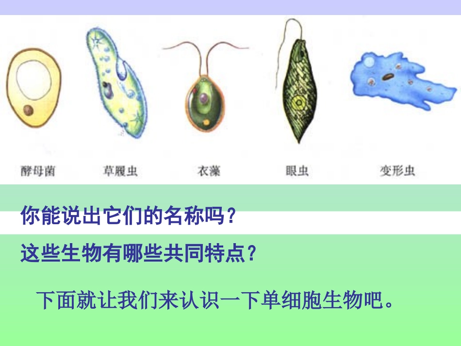 单细胞的生物体_第3页