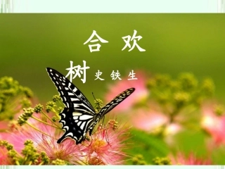 合欢树公开课课件