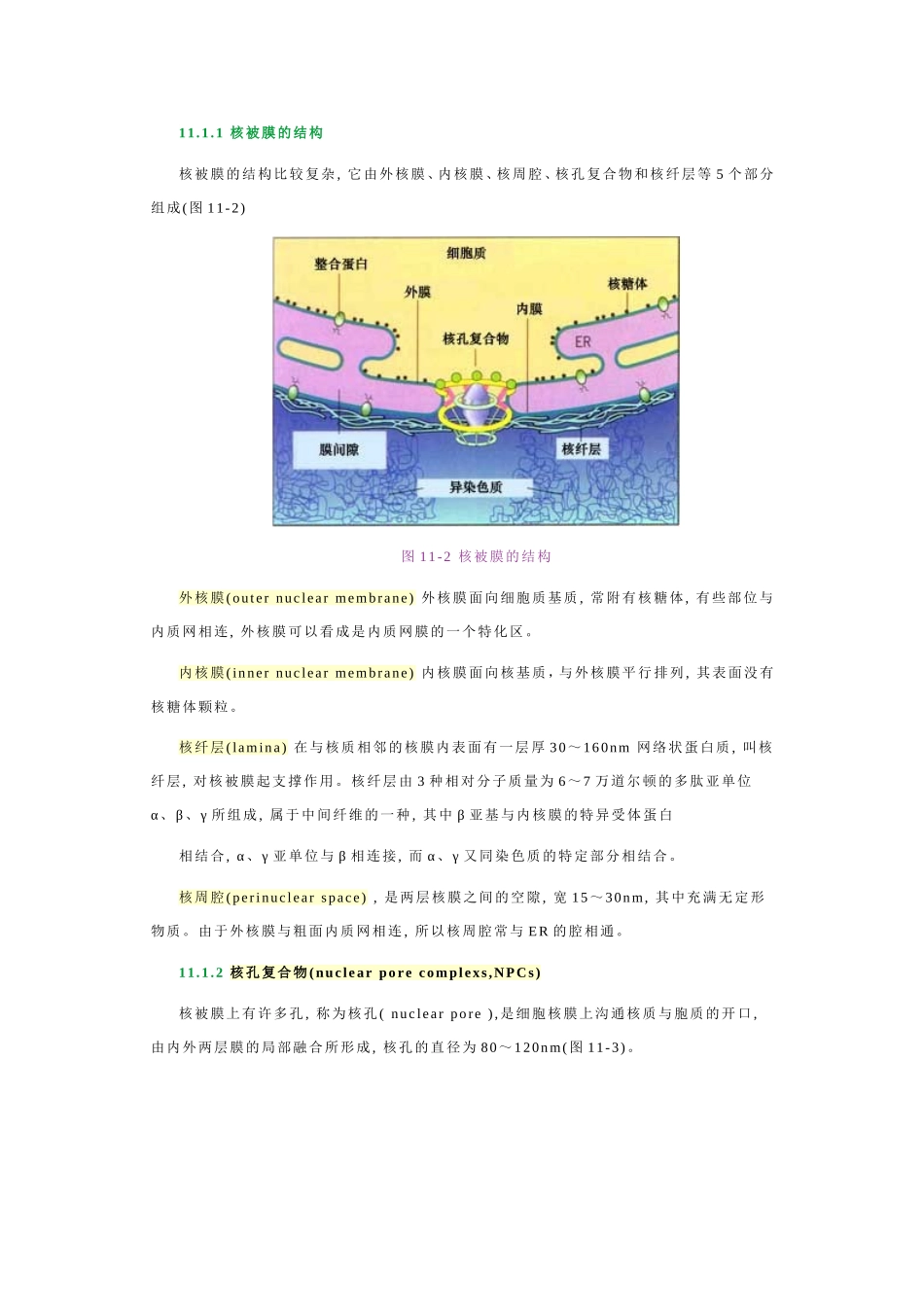 细胞核与染色体_第2页