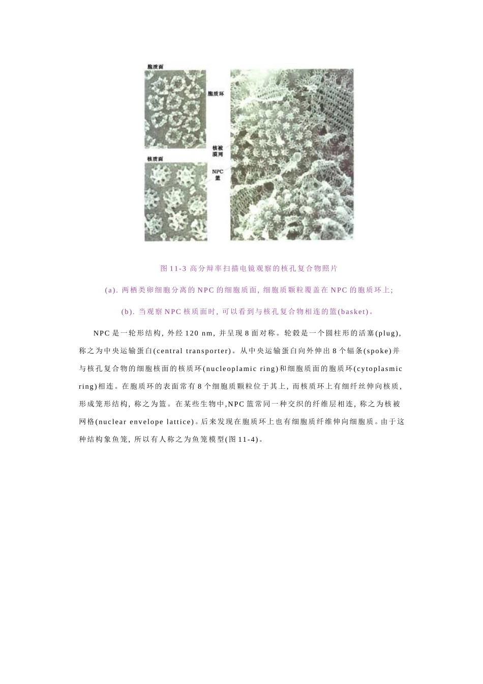 细胞核与染色体_第3页