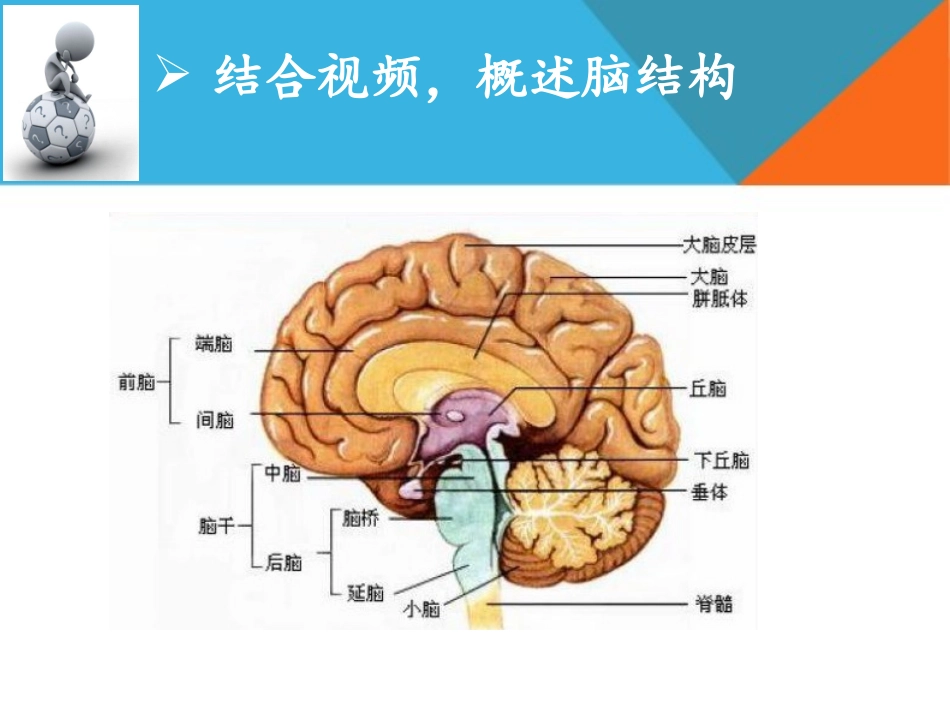 ——揭秘脑结构学习_第3页
