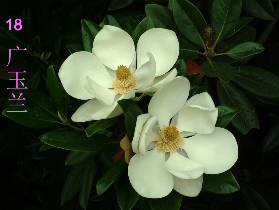 《广玉兰》PPT课件(苏教版六年级语文下册课件)[1]_第2页