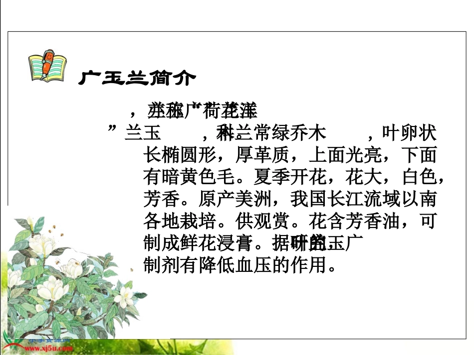 《广玉兰》PPT课件(苏教版六年级语文下册课件)[1]_第3页