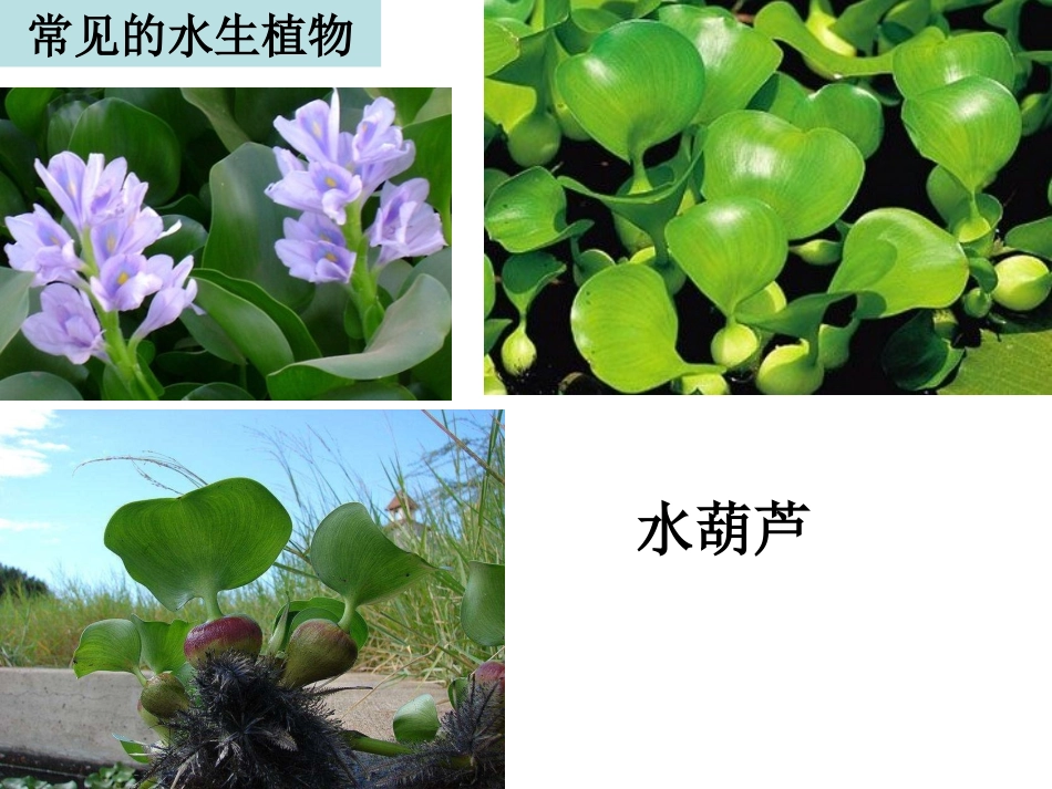 1.4观察水生植物_第3页