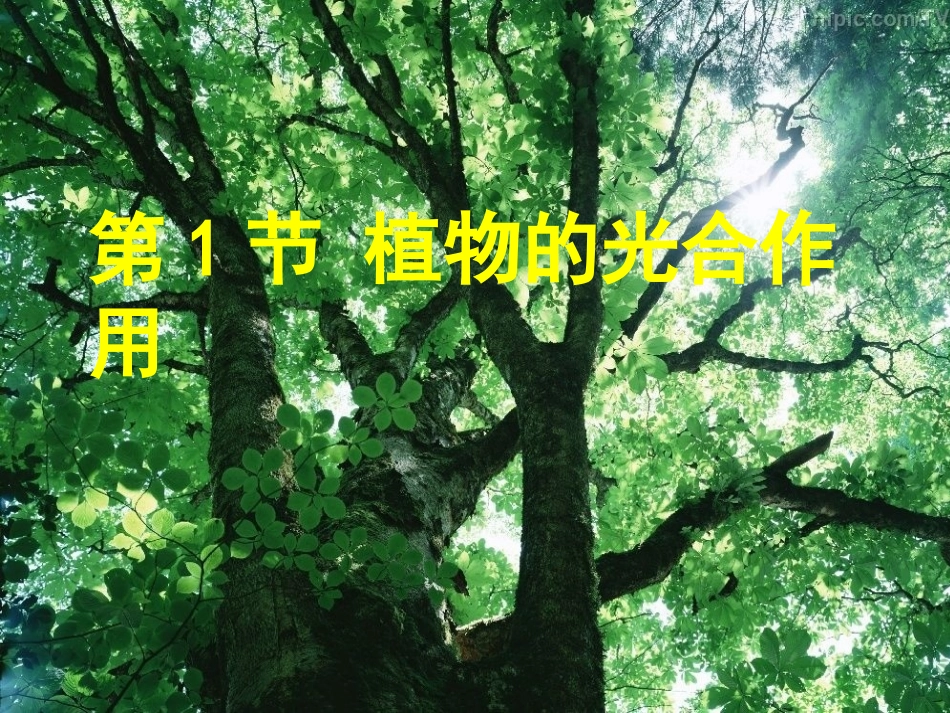 植物的光合作用_第1页