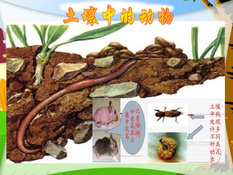 《观察土壤》_第2页