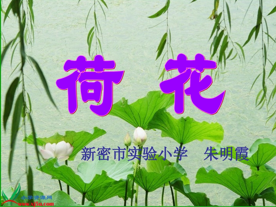 荷花第一课时课件_第2页