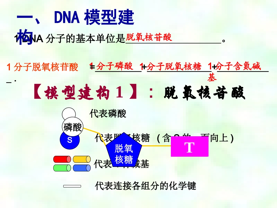 DNA分子的结构_第3页