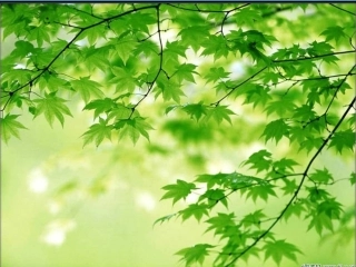 （第一课时）捕获光能的色素和结构课件