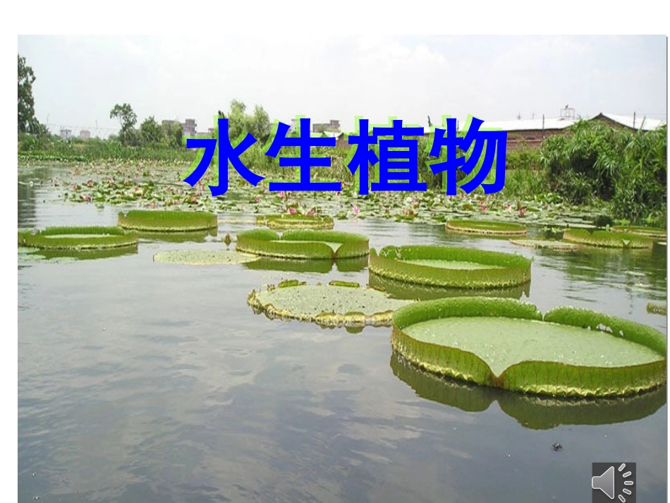 三年级科学上册《水生植物》PPT (1)_第2页