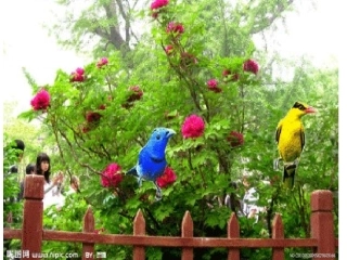 三年级科学上册《水生植物》PPT (1)