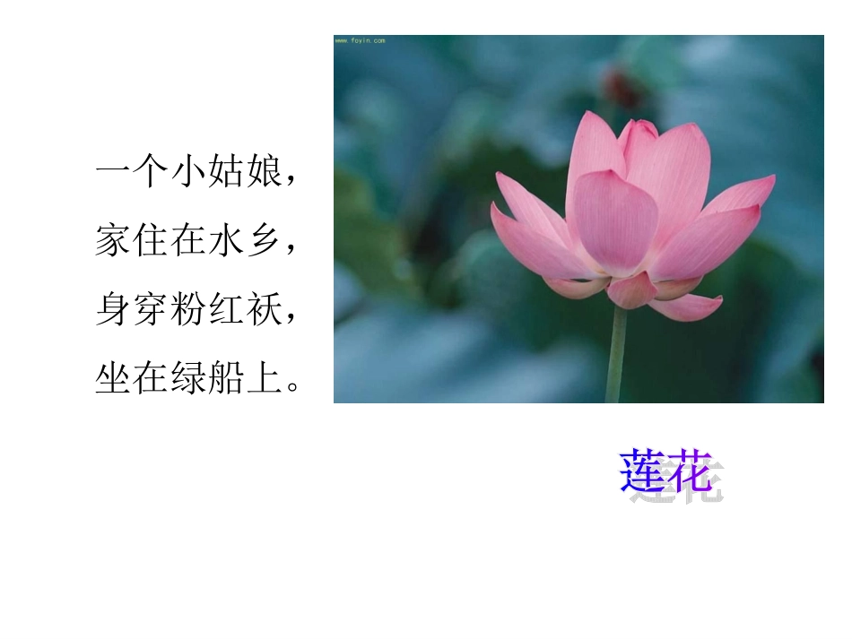 三年级科学《水生植物》_第1页