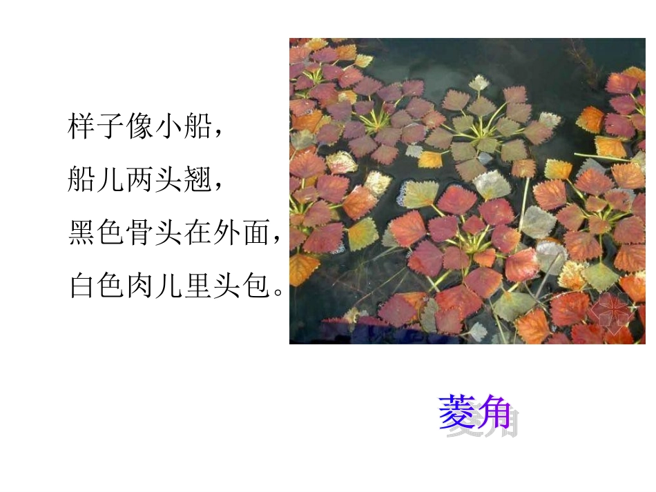 三年级科学《水生植物》_第2页