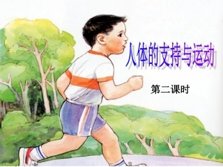 人体的支持与运动2