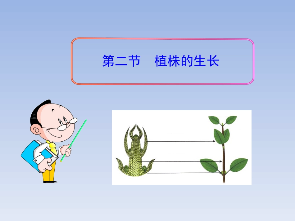 七年级生物上册_第三单元_第二章_第二节《植株的生长》课件_新人教版_第1页
