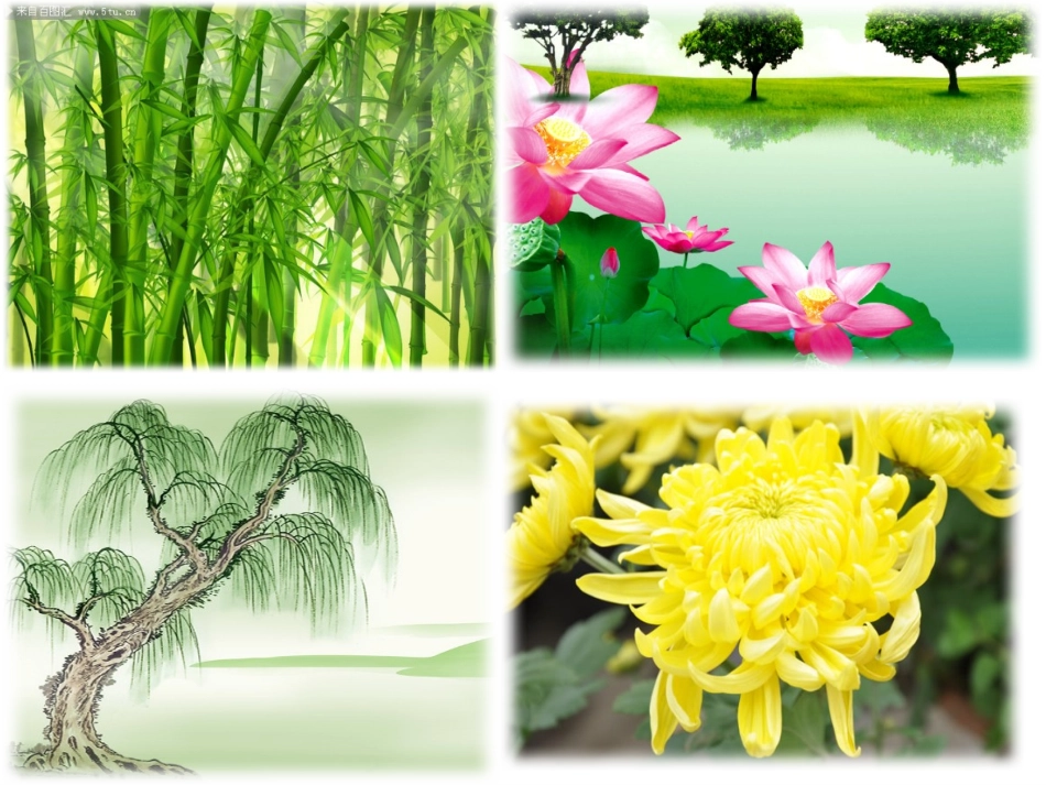 《观察一棵植物》一年级科学_第2页