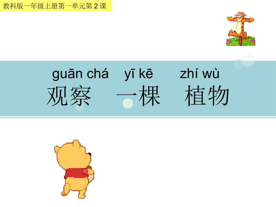 《观察一棵植物》一年级科学_第3页