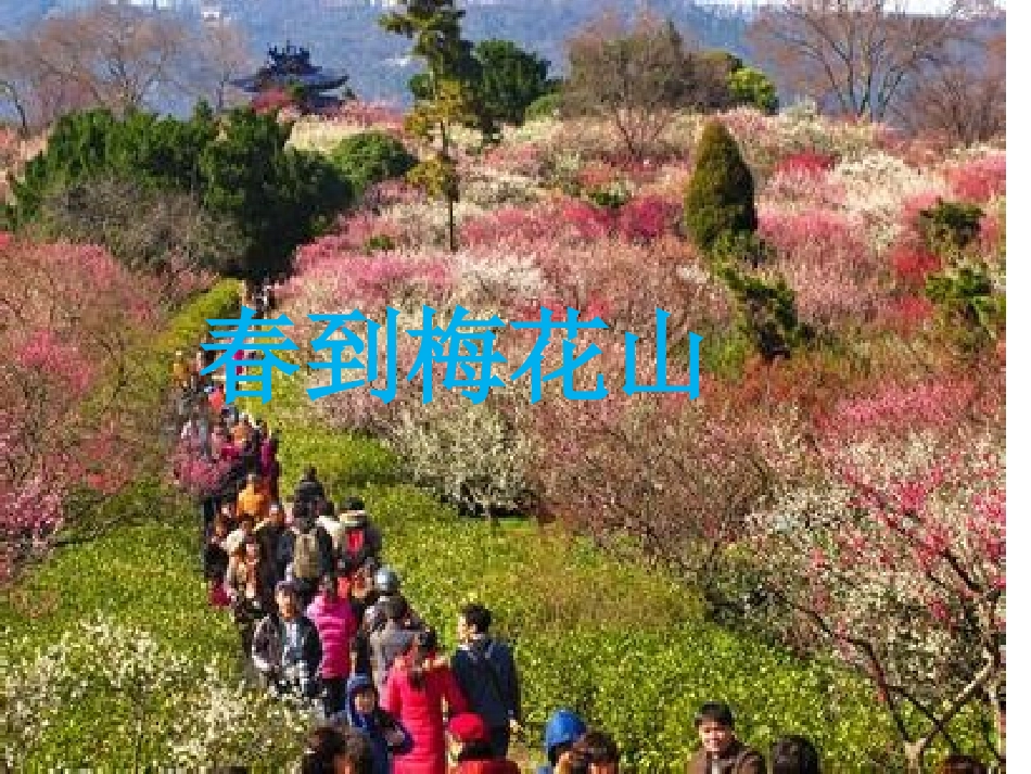 春到梅花山第一课时(1)上课用_第2页