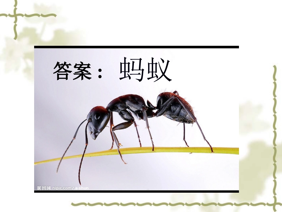 三年级科学上册_观察蚂蚁课件_教科版_第2页