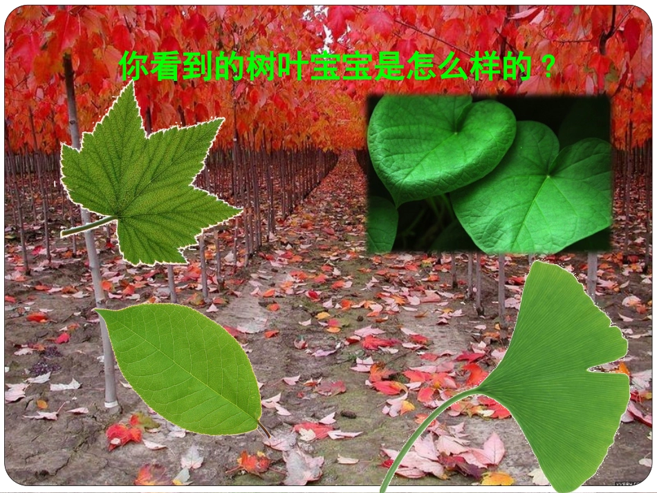 一年级上册科学一单元第四课《植物的叶》PPT课件_第2页