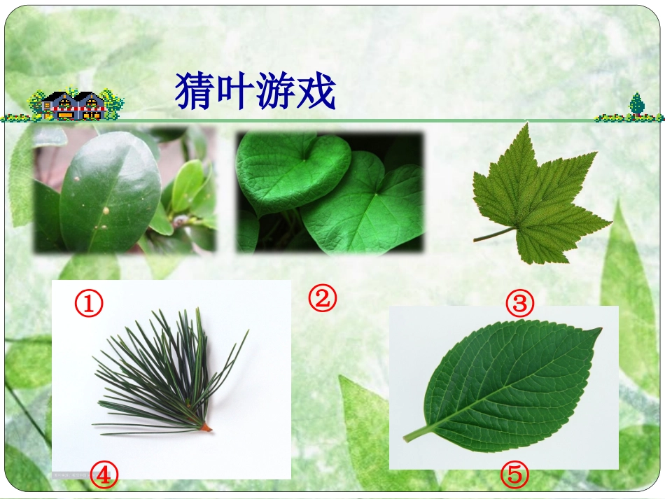 一年级上册科学一单元第四课《植物的叶》PPT课件_第3页