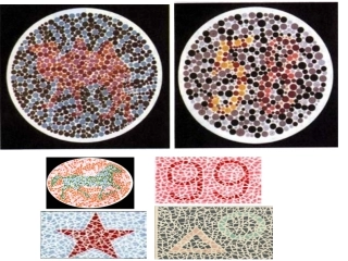 高中生物_伴性遗传