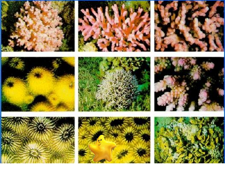 富饶的西沙群岛教学设计（上课用_第2页