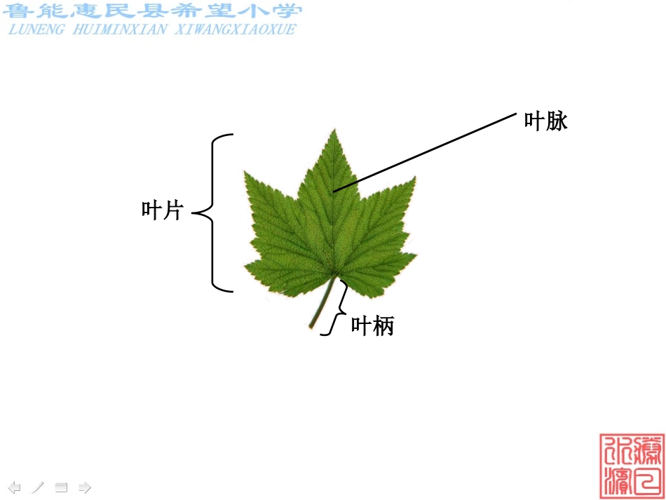 三年级科学上册第一单元《植物》复习与测试_第2页