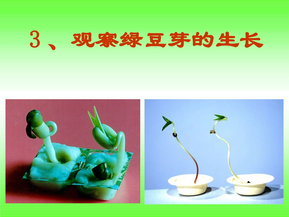 一3《观察绿豆芽的生长》五上_第1页