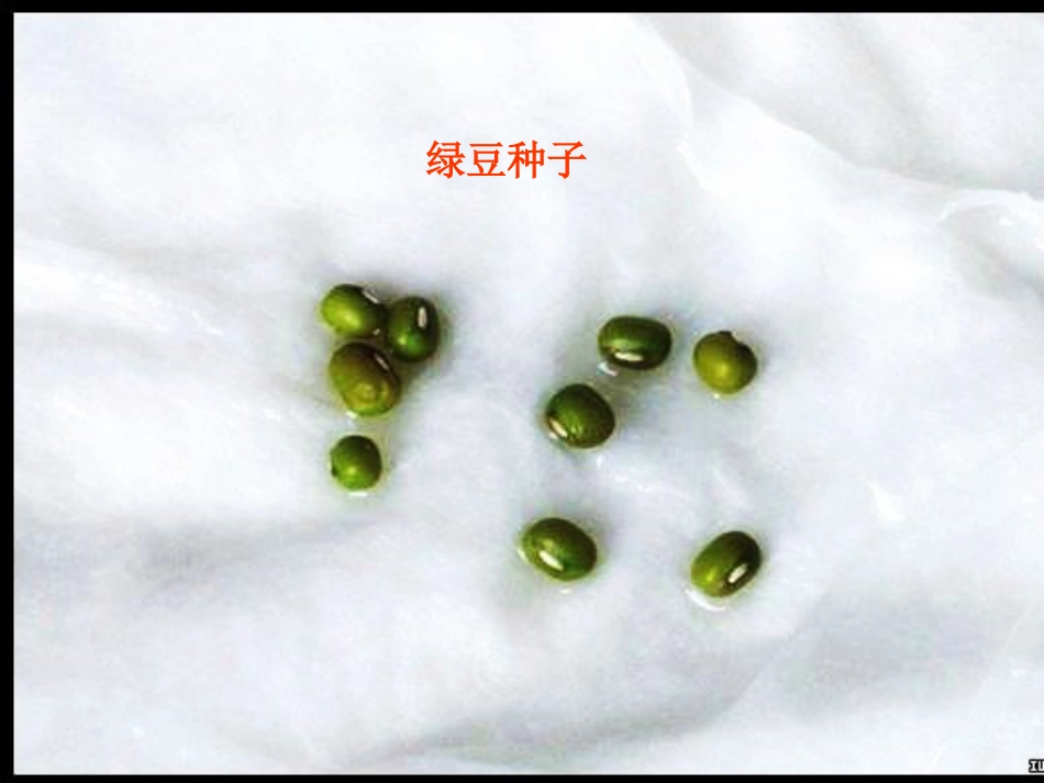一3《观察绿豆芽的生长》五上_第3页