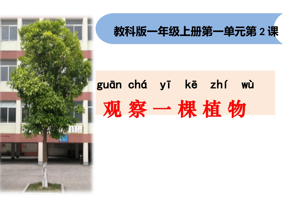 一年级科学观察一棵植物_第1页