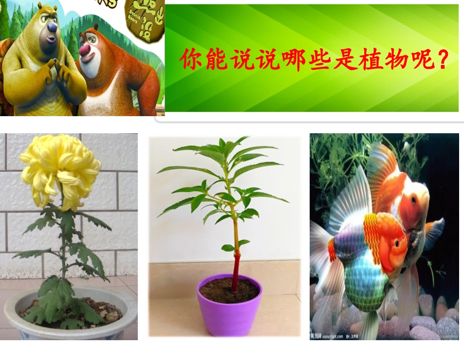 一年级科学观察一棵植物_第3页