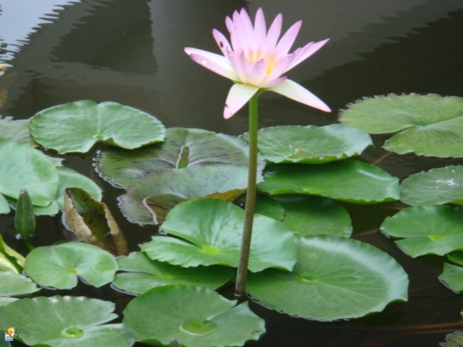 《苏幕遮》公开课课件_第2页