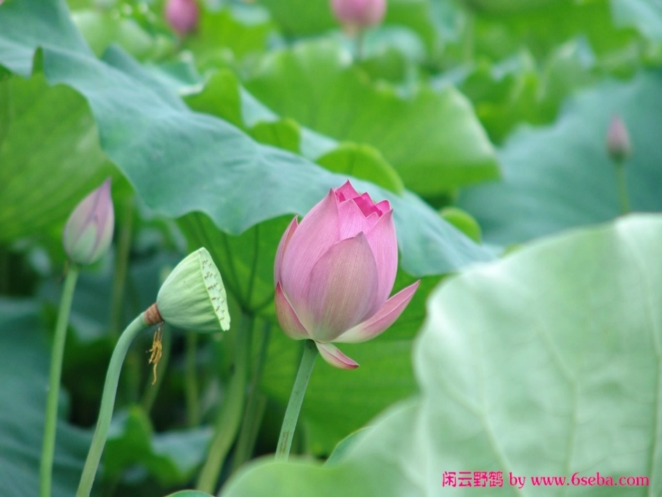 《苏幕遮》公开课课件_第3页