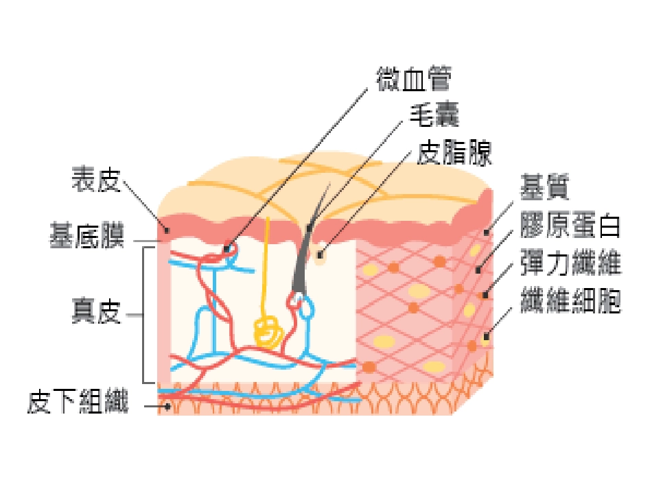 3. 皮肤的组织结构_第2页