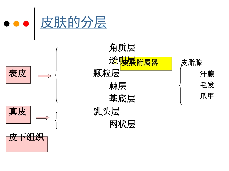 3. 皮肤的组织结构_第3页