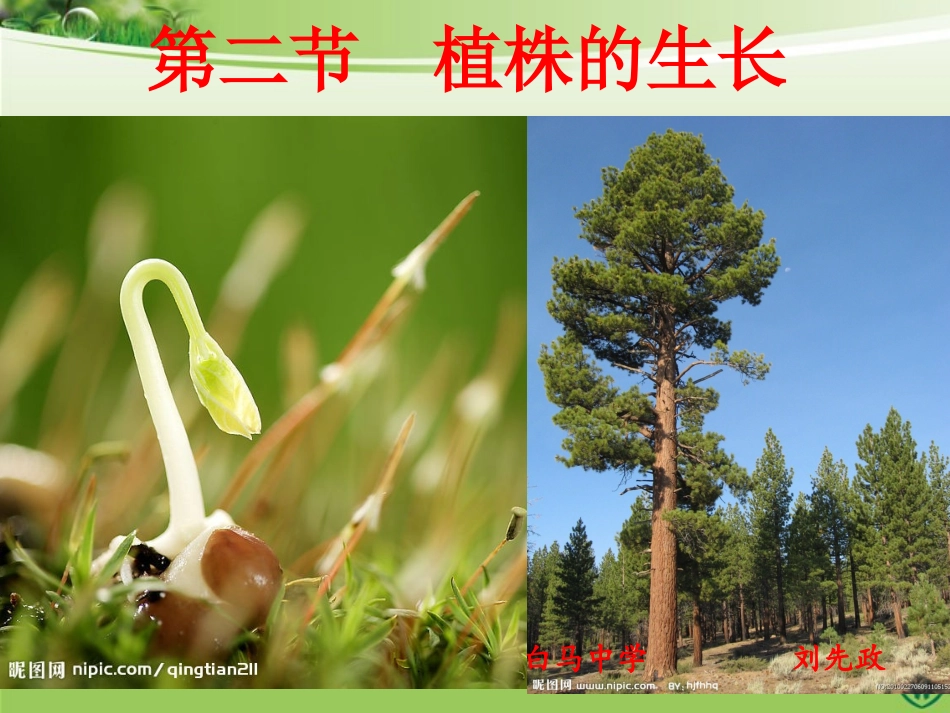 《植株的生长》ppt_第1页