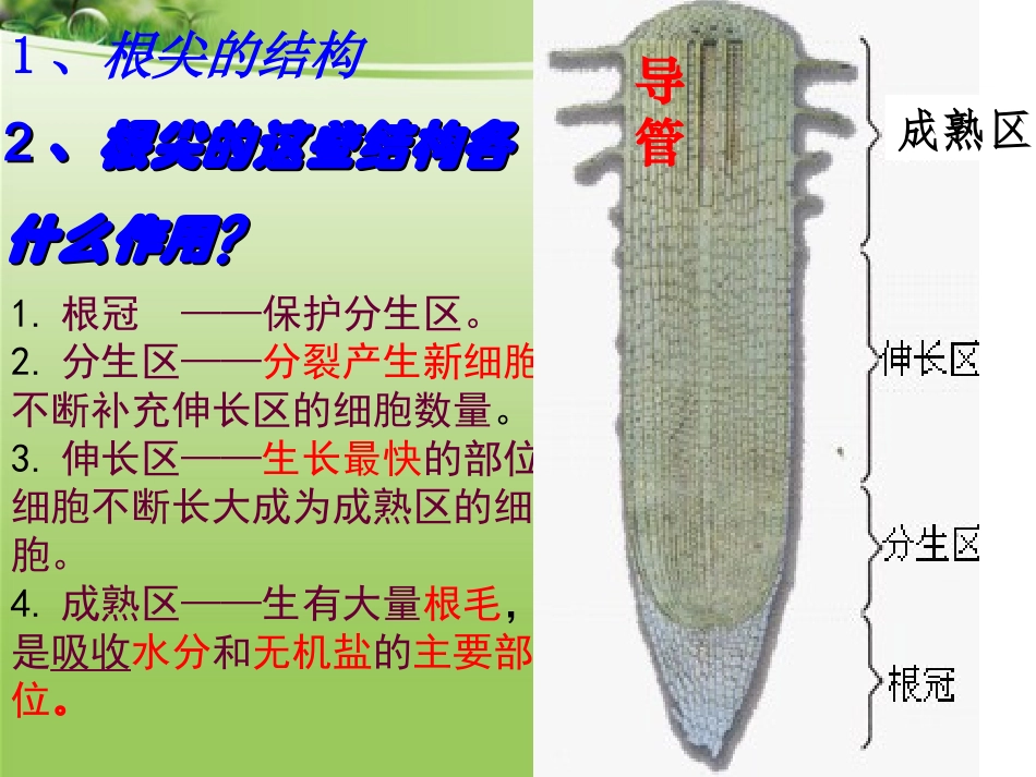 《植株的生长》ppt_第3页