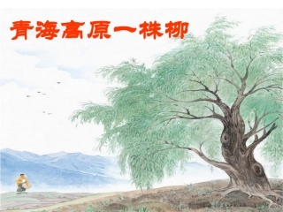 青海高原一株柳 