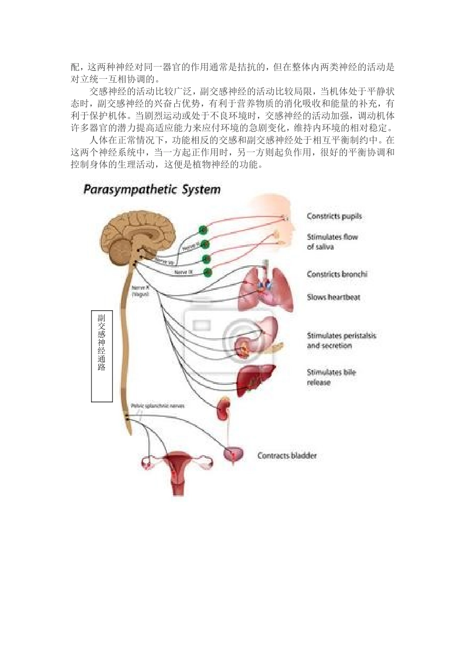 交感神经和副交感神经的主要作用_第2页