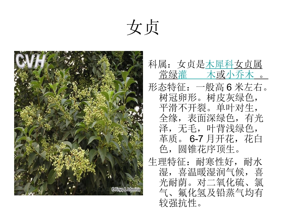 300种园林常用植物(2)_第1页